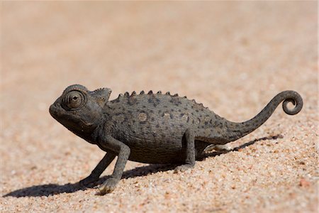 Caméléon namaqua (Chamaeleo namaquensis), désert de Namib, en Namibie, Afrique Photographie de stock - Rights-Managed, Code: 841-03490095