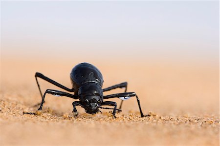 Coléoptère Tenebrionidae (Onymacris unguicularis), désert de Namib, en Namibie, Afrique Photographie de stock - Rights-Managed, Code: 841-03490092