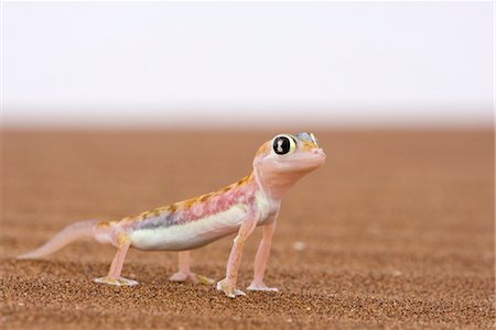 Webfooted gecko (Palmatogecko rangei), Namib Desert, Namibia, Africa Stock Photo - Rights-Managed, Code: 841-03490101