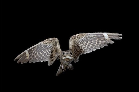 Lesser nighthawk (Chordeiles acutipennis) in flight, near Portal, Arizona, United States of America, North America Stock Photo - Rights-Managed, Code: 841-03490167