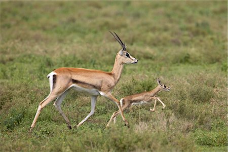 Grant's Gazelle (Gazella granti) mother and baby, Serengeti National Park, Tanzania, East Africa, Africa Stock Photo - Rights-Managed, Code: 841-03490175