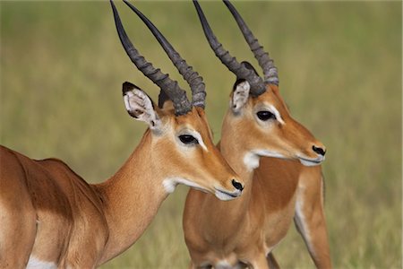 simsearch:841-03490181,k - Deux mâles impala (Aepyceros melampus) avec corps en face de l'autre, mais la tête en profil, Parc National du Serengeti en Tanzanie, Afrique de l'est, Afrique Photographie de stock - Rights-Managed, Code: 841-03490171