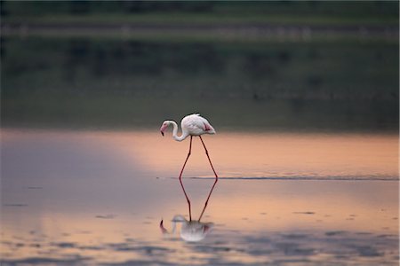 simsearch:841-03490247,k - Flamant rose (Phoenicopterus ruber) reflète dans le lac Ndutu au coucher du soleil, Parc National du Serengeti en Tanzanie, Afrique de l'est Photographie de stock - Rights-Managed, Code: 841-03490173