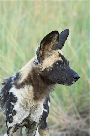 African wild dog (Lycaon pictus), Pilanesberg National Park, South Africa, Africa Stock Photo - Rights-Managed, Code: 841-03490185