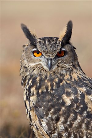 simsearch:841-06502724,k - Eurasian eagle owl (Bubu bubo) in captivity, Boulder County, Colorado, United States of America, North America Foto de stock - Con derechos protegidos, Código: 841-03490194