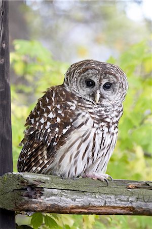 simsearch:841-03490195,k - Barred owl (Strix varia) on fence, in captivity, Boulder County, Colorado, United States of America, North America Foto de stock - Con derechos protegidos, Código: 841-03490195