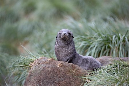 fortuna - Antarctic fur seal (Arctocephalus gazella) or South Georgia fur seal (Arctocephalus tropicalis gazella) pup in tussock grass, Fortuna, South Georgia, Polar Regions Foto de stock - Direito Controlado, Número: 841-03490199