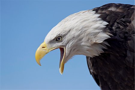 eagle - Bald eagle (Haliaeetus leucocephalus) vocalizing, Boulder County, Colorado, United States of America, North America Stock Photo - Rights-Managed, Code: 841-03490193