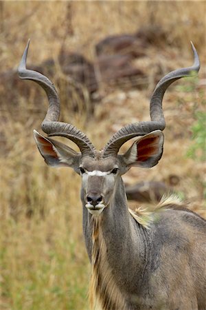 Male grand koudou (Tragelaphus strepsiceros), Parc National de Kruger, Afrique du Sud, Afrique Photographie de stock - Rights-Managed, Code: 841-03490216