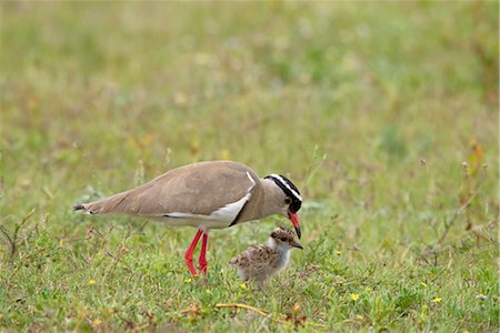 simsearch:841-02716708,k - Couronné du Pluvier ou poussin enseignement adulte vanneau couronné (Vanellus coronatus) pour chasser, Addo Elephant National Park, Afrique du Sud, Afrique Photographie de stock - Rights-Managed, Code: 841-03490221