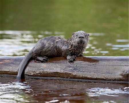 pictures of minnesota river otter babies - Captive baby river otter (Lutra canadensis), Sandstone, Minnesota, United States of America, North America Stock Photo - Rights-Managed, Code: 841-03490235