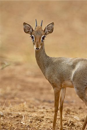 dik-dik - Male Gunther's dik dik (Rinchotragus guntheri), Samburu National Reserve, Kenya, East Africa, Africa Stock Photo - Rights-Managed, Code: 841-03490248