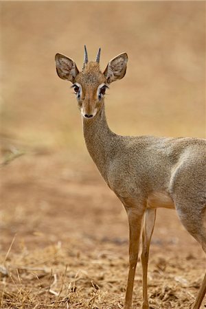simsearch:841-03490247,k - Mâle de Gunther dik dik (Rinchotragus guntheri), Samburu National Reserve, Kenya, Afrique de l'est, Afrique Photographie de stock - Rights-Managed, Code: 841-03490248