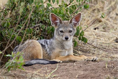 simsearch:841-03490249,k - Jeune chacal dos noir ou argent chacal à chabraque (Canis mesomelas), Masai Mara National Reserve, Kenya, Afrique de l'est, Afrique Photographie de stock - Rights-Managed, Code: 841-03490257