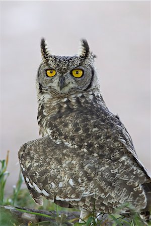 Spotted eagle owl (Bubo africanus), Kgalagadi Transfrontier Park, encompassing the former Kalahari Gemsbok National Park, South Africa, Africa Stock Photo - Rights-Managed, Code: 841-03490259