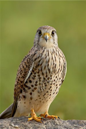 Female common kestrel (Falco tinnunculus), Serengeti National Park, Tanzania, East Africa, Africa Stock Photo - Rights-Managed, Code: 841-03490251