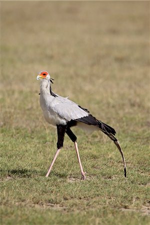 parque nacional do lago nakuru - Secretarybird (Sagittarius serpentarius), Lake Nakuru National Park, Kenya, East Africa, Africa Foto de stock - Direito Controlado, Número: 841-03490253