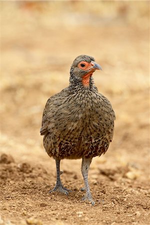 simsearch:841-03062112,k - Buse de Swainson francolin ou Francolin (Pternistes swainsonii), Parc National de Kruger, Afrique du Sud, Afrique Photographie de stock - Rights-Managed, Code: 841-03490265