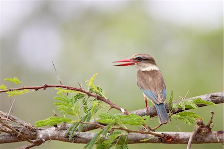 simsearch:841-03490264,k - Brown-hooded kingfisher (Halcyon albiventris), Kruger National Park, South Africa, Africa Stock Photo - Rights-Managed, Code: 841-03490267