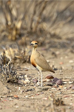 simsearch:841-03490247,k - Courvite de Temminck (Cursorius temminckii), Parc National de Kruger, Afrique du Sud, Afrique Photographie de stock - Rights-Managed, Code: 841-03490268