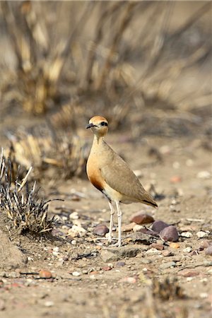 simsearch:841-03490033,k - Temminck's courser (Cursorius temminckii), Kruger National Park, South Africa, Africa Foto de stock - Con derechos protegidos, Código: 841-03490268