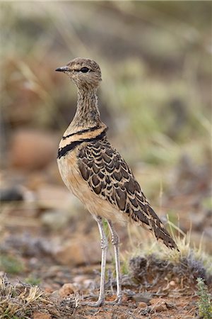 simsearch:841-03490253,k - Courvite à double (Rhinoptilus africanus), Parc National Karoo, Afrique du Sud, Afrique Photographie de stock - Rights-Managed, Code: 841-03490274