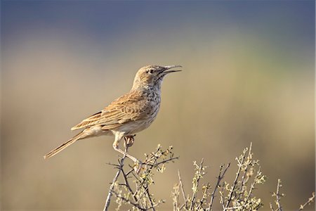 simsearch:841-03490249,k - Alouette à long bec de Karoo (Certhilauda subcoronata), Parc National Karoo, Afrique du Sud, Afrique Photographie de stock - Rights-Managed, Code: 841-03490275