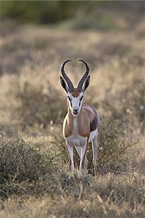 springbok - Mâle Springbok (Antidorcas marsupialis), Parc National Karoo, Afrique du Sud, Afrique Photographie de stock - Rights-Managed, Code: 841-03490276