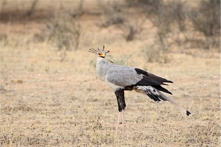 simsearch:841-03490287,k - Secretarybird (Sagittarius serpentarius), Kgalagadi Transfrontier Park, encompassing the former Kalahari Gemsbok National Park, South Africa, Africa Foto de stock - Con derechos protegidos, Código: 841-03490277