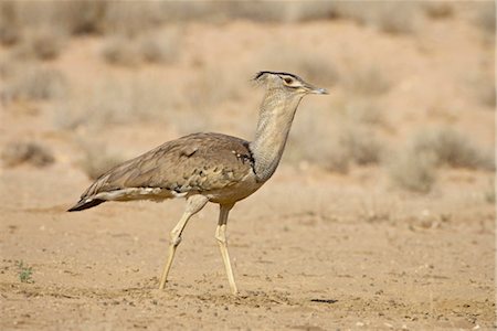 Kori bustard (Ardeotis kori), Kgalagadi Transfrontier Park, encompassing the former Kalahari Gemsbok National Park, South Africa, Africa Stock Photo - Rights-Managed, Code: 841-03490278