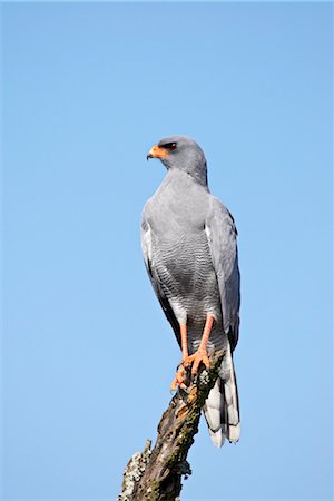 simsearch:841-03490247,k - Chant autour des palombes (Melierax canorus), pale Addo Elephant National Park, Afrique du Sud, Afrique Photographie de stock - Rights-Managed, Code: 841-03490287