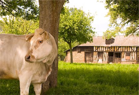 Une vache en face d'une traditionnelle vieille grange en colombage moitié en Normandie, France, Europe Photographie de stock - Rights-Managed, Code: 841-03505045