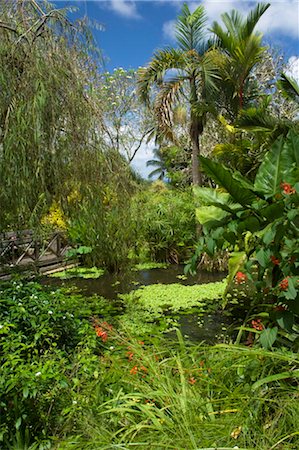 Tropical plants around a pond and bridge, Andromeda Botanic Gardens, Barbados, Windward Islands, West Indies, Caribbean, Central America Stock Photo - Rights-Managed, Code: 841-03505055