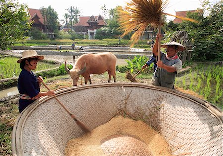 Rice farmers in Thailand, Southeast Asia, Asia Stock Photo - Rights-Managed, Code: 841-03505084