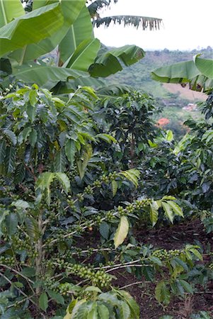 Coffee beans growing on the vine, Recuca Coffee, near Armenia, Colombia, South America Fotografie stock - Rights-Managed, Codice: 841-03505414