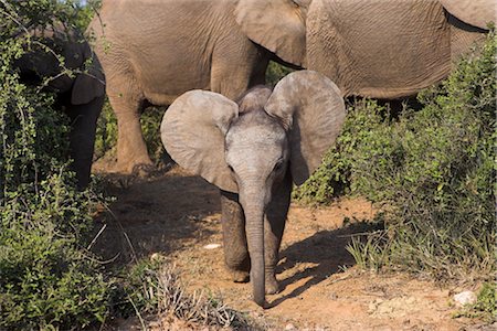 Éléphanteau, Loxodonta africana, dans le Parc National Addo Elephant, Eastern Cape, Afrique du Sud Photographie de stock - Rights-Managed, Code: 841-03505708