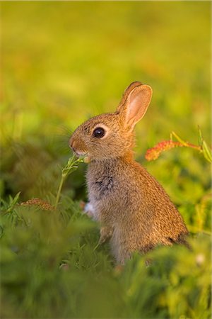 firth of forth - Young rabbit, Oryctolagus cuniculas, Isle of May, Firth of Forth, Scotland Foto de stock - Con derechos protegidos, Código: 841-03505715