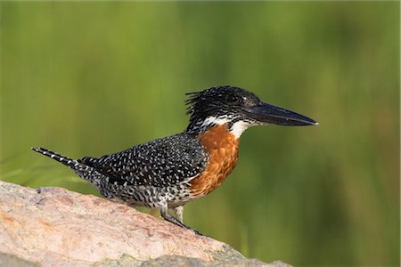 Martin-pêcheur géant (Megaceryle maximus), perché sur le rocher dans le Parc National Kruger, Mpumalanga, Afrique du Sud, Afrique Photographie de stock - Rights-Managed, Code: 841-03505719