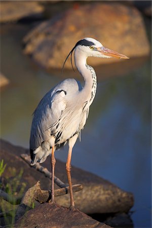 Grey heron (Ardea cinere), Kruger National Park, Mpumalanga, South Africa, Africa Stock Photo - Rights-Managed, Code: 841-03505724