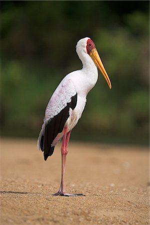 simsearch:841-03060911,k - Cigogne à bec jaune (Mycteria ibis), en plumage, sur la berge, Kruger National Park, Afrique du Sud, Afrique Photographie de stock - Rights-Managed, Code: 841-03505725