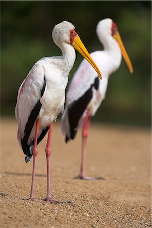 simsearch:841-03505749,k - Yellow-billed storks (Mycteria ibis), in breeding plumage on riverbank, Kruger National Park, South Africa, Africa Foto de stock - Direito Controlado, Número: 841-03505726