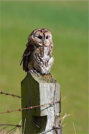 Tawny owl (Strix aluco), captive, perched, United Kingdom, Europe Stock Photo - Rights-Managed, Code: 841-03505735