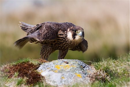 falcone - Immature peregrine falcon (Falco peregrinus), captive, United Kingdom, Europe Fotografie stock - Rights-Managed, Codice: 841-03505748