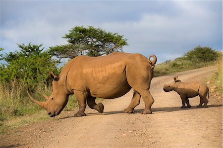 rhinocéros - Rhinocéros blanc (Ceratotherium simum) et veau, Ithala Game Reserve, KwaZulu Natal, Afrique du Sud, Afrique Photographie de stock - Rights-Managed, Code: 841-03505756