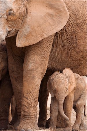 Éléphant et bébé (Loxodonta africana), Parc National des éléphants d'Addo, Eastern Cape, Afrique du Sud, Afrique Photographie de stock - Rights-Managed, Code: 841-03505765