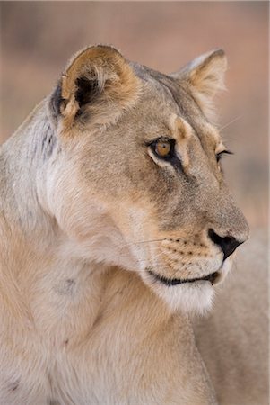 simsearch:6119-08741025,k - Lioness (Panthera leo), Kgalagadi Transfrontier Park, South Africa, Africa Foto de stock - Con derechos protegidos, Código: 841-03505768