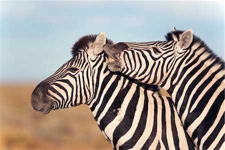 Zèbres de Burchell (Equus burchelli) avec un poulain, Parc National d'Etosha, Namibie, Afrique Photographie de stock - Rights-Managed, Code: 841-03505778