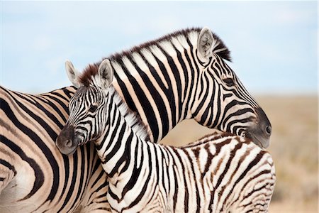 foal - Burchell's zebra (Equus burchelli), with foal, Etosha National Park, Namibia, Africa Stock Photo - Rights-Managed, Code: 841-03505779