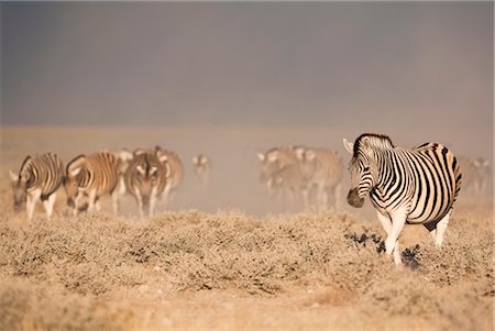 etosha national park - Burchell (plaines) zèbres (Equus burchelli), Parc National d'Etosha, Namibie, Afrique Photographie de stock - Rights-Managed, Code: 841-03505785
