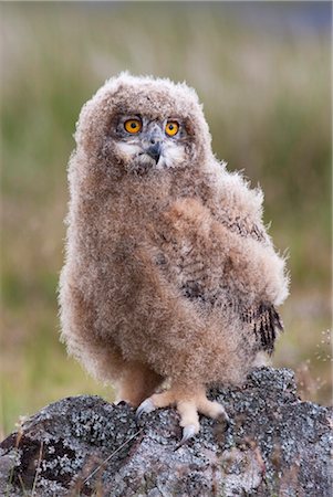 European eagle owl chick (Bubo bubo), captive, United Kingdom, Europe Foto de stock - Con derechos protegidos, Código: 841-03505788